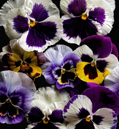 Picture of PANSIES