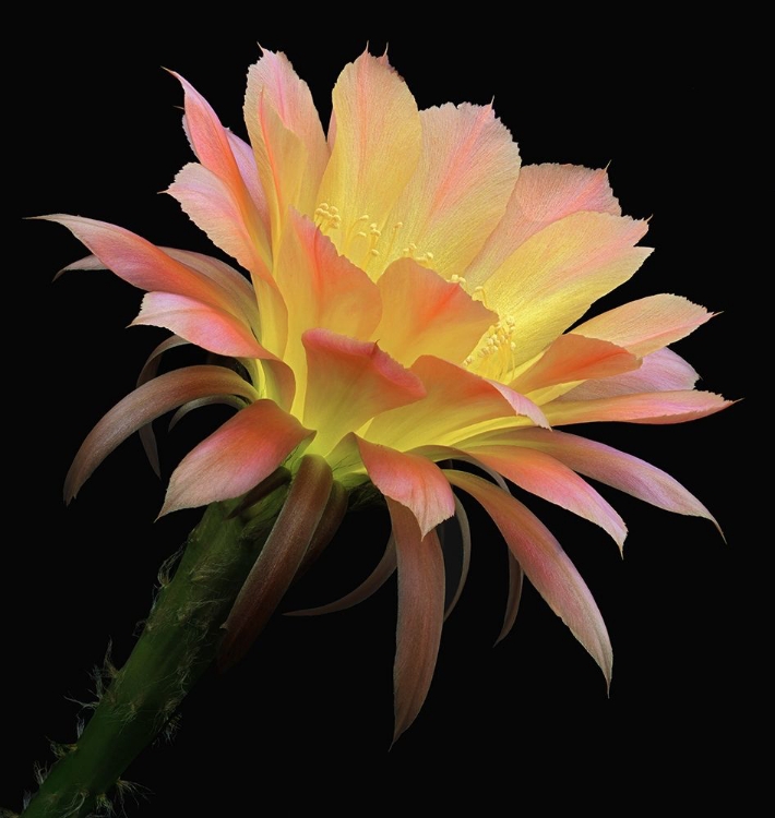 Picture of ECHINOPSIS CACTUS NAPEA