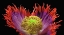 Picture of POPPY DRAMA QUEEN 2