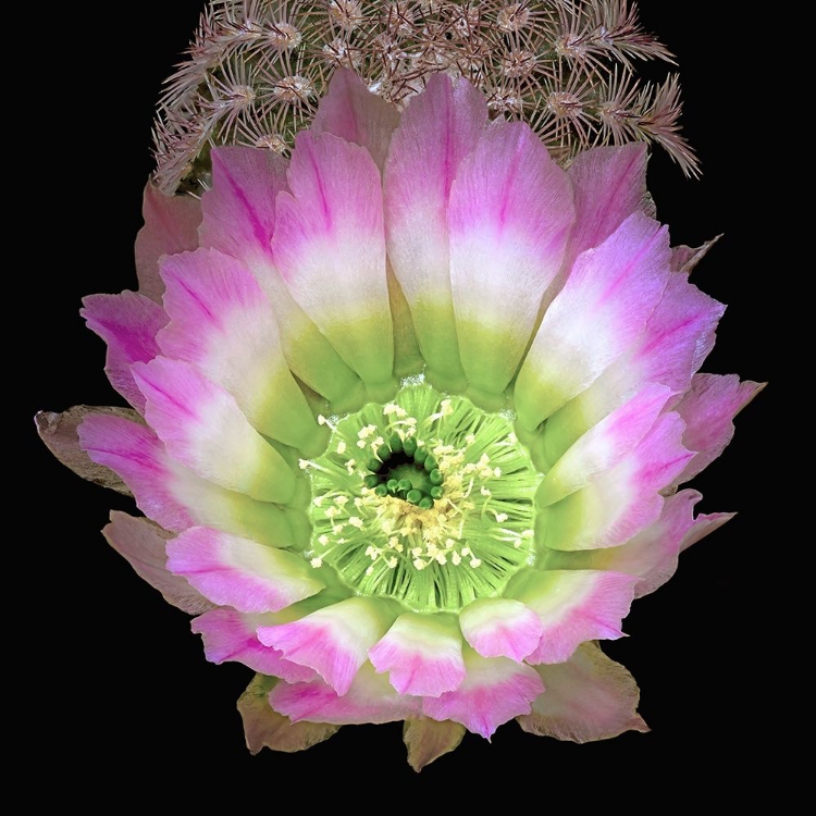 Picture of TEXAS RAINBOW CACTUS