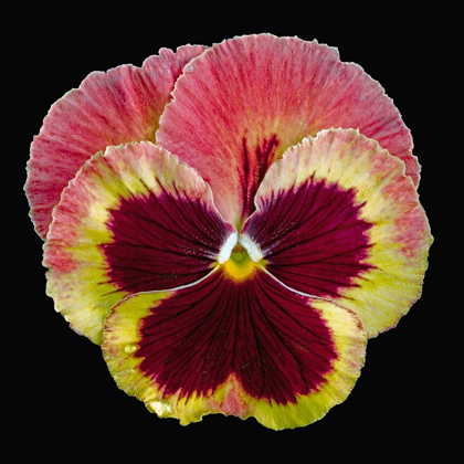 Picture of PANSY ~ DELTA FIRE
