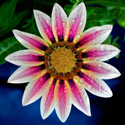 Picture of GAZANIA