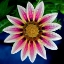 Picture of GAZANIA