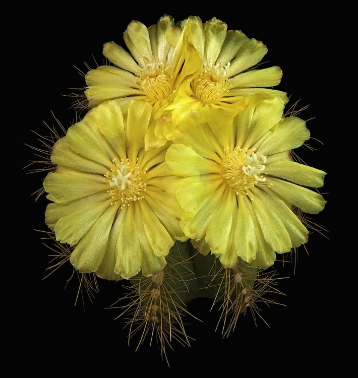 Picture of PARODIA MAGNIFICA