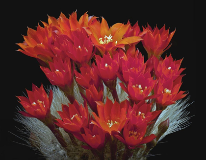 Picture of REBUTIA ALBIPILOSA - WHITE-HAIRED CROWN CACTUS