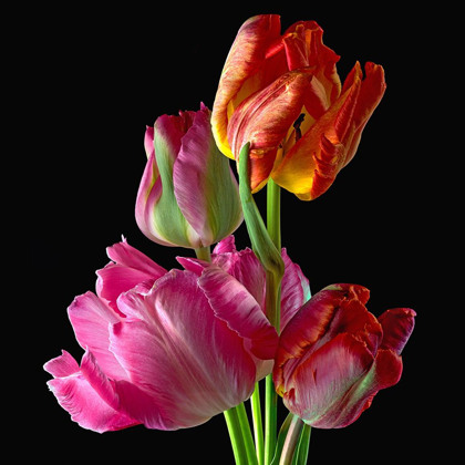 Picture of PARROT TULIPS 2