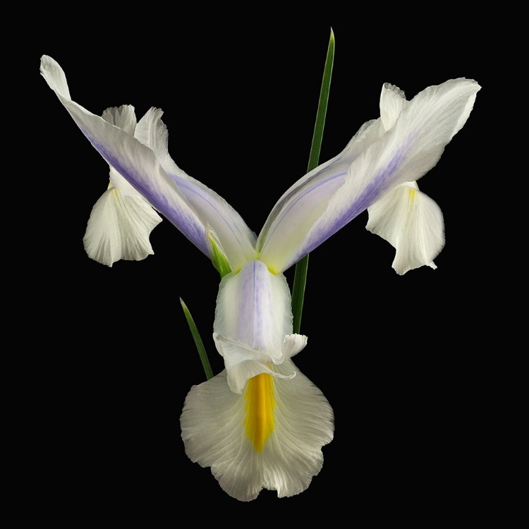 Picture of DUTCH IRIS 2