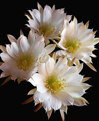 Picture of EASTER LILY CACTUS