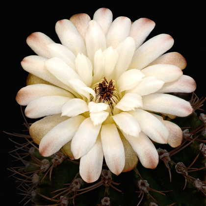 Picture of CHIN CACTUS 1