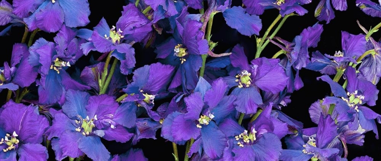 Picture of ROCKET LARKSPUR