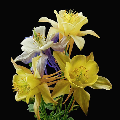 Picture of COLUMBINES ~ ORIGAMI MIX