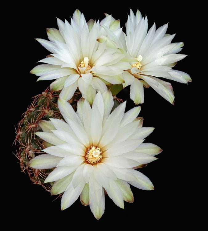 Picture of GYMNOCALYCIUM MESOPOTAMICUM