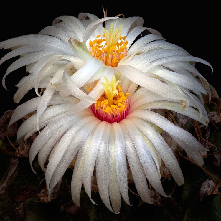 Picture of ARTICHOKE CACTUS