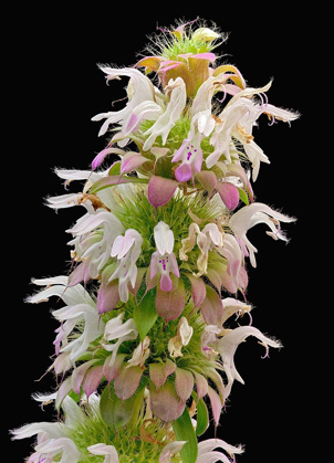 Picture of HORSEMINT
