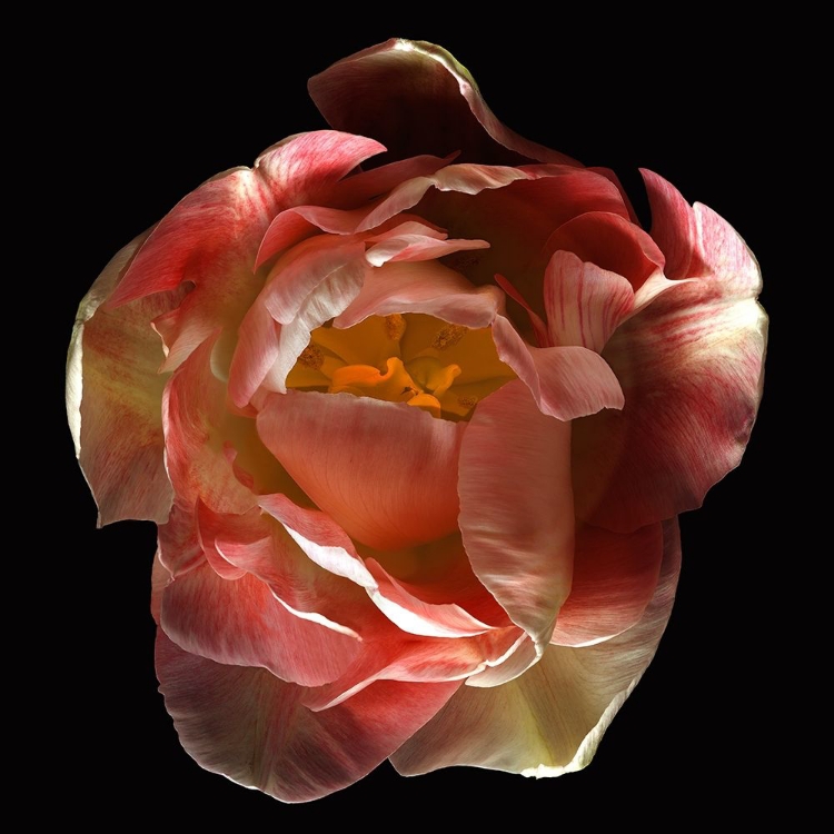 Picture of TULIP ANGELIQUE