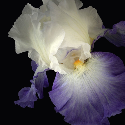 Picture of TALL BEARDED IRIS 9