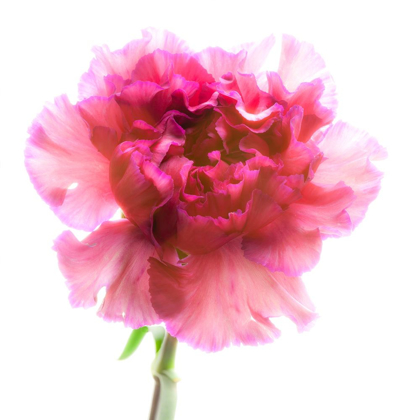 Picture of CARNATION PURPLE