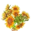 Picture of SUNFLOWERS