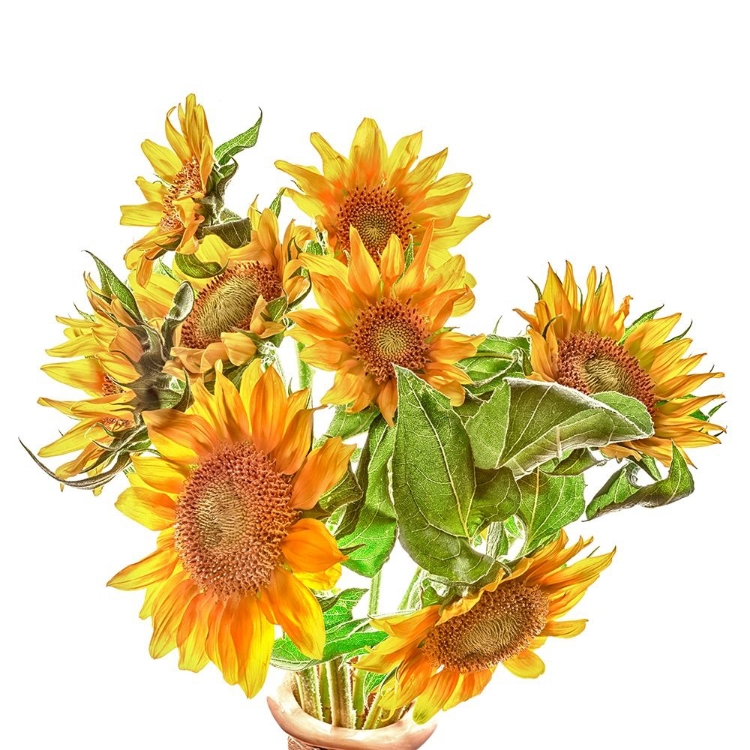 Picture of SUNFLOWERS