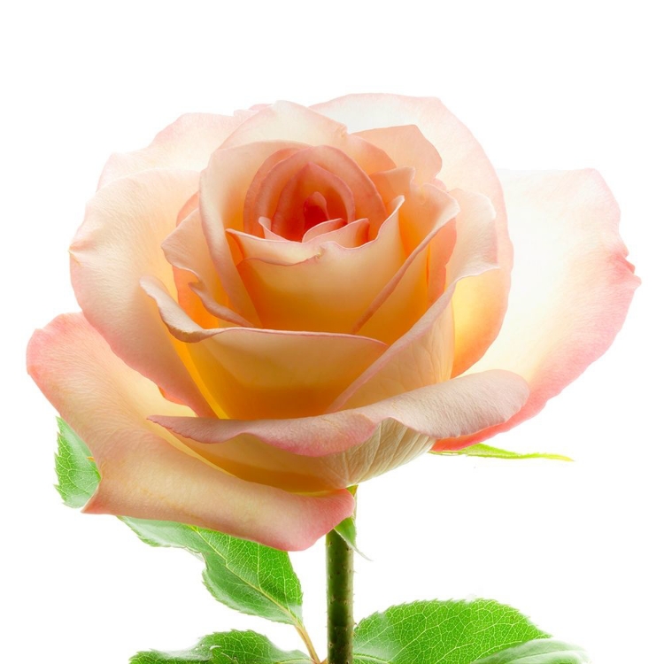 Picture of ROSE