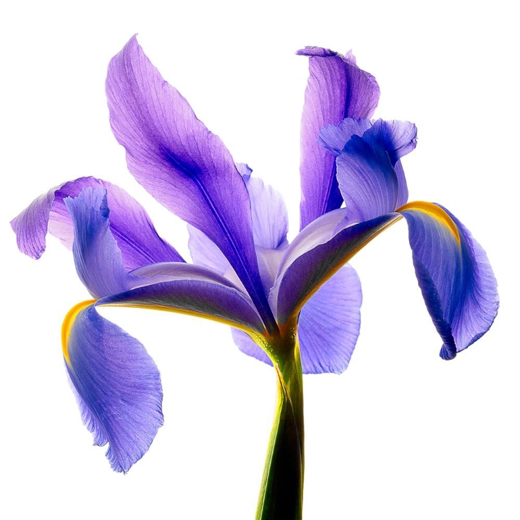 Picture of IRIS BLUE