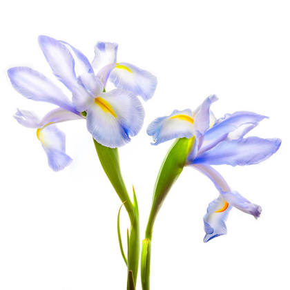 Picture of IRIS IT BLUE