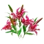 Picture of STARGAZERS