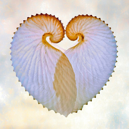 Picture of PAPER NAUTILUS 1