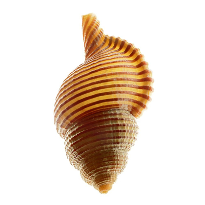 Picture of LINATELLA SUCCINTA