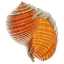 Picture of TONNA GALEA