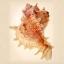 Picture of MUREX