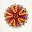 Picture of SEA URCHIN 2