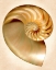 Picture of NAUTILUS SECTION