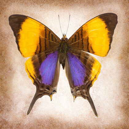 Picture of PANSY DAGGERWING
