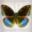 Picture of COMMON ARCHDUKE
