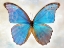 Picture of GODARTS MORPHO