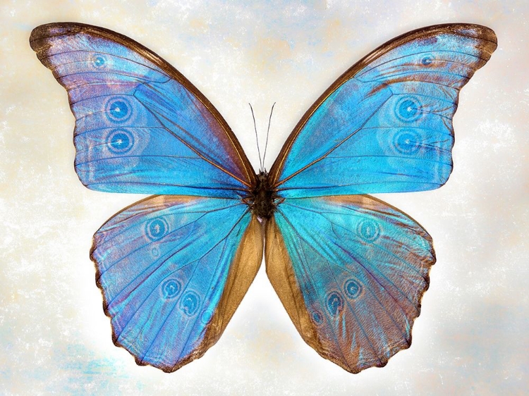 Picture of GODARTS MORPHO