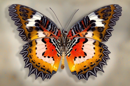 Picture of MALAY LACEWING