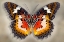 Picture of MALAY LACEWING