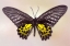 Picture of GOLDEN BIRDWING