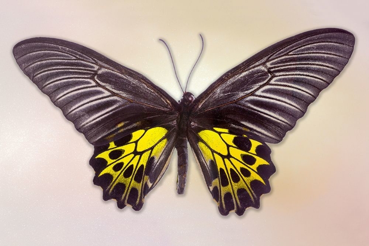 Picture of GOLDEN BIRDWING