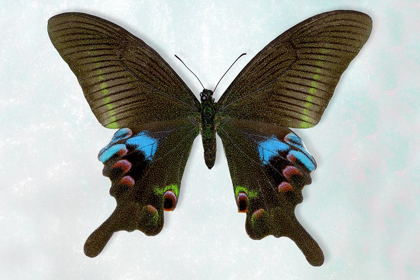 Picture of BLUE PEACOCK