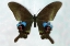 Picture of BLUE PEACOCK