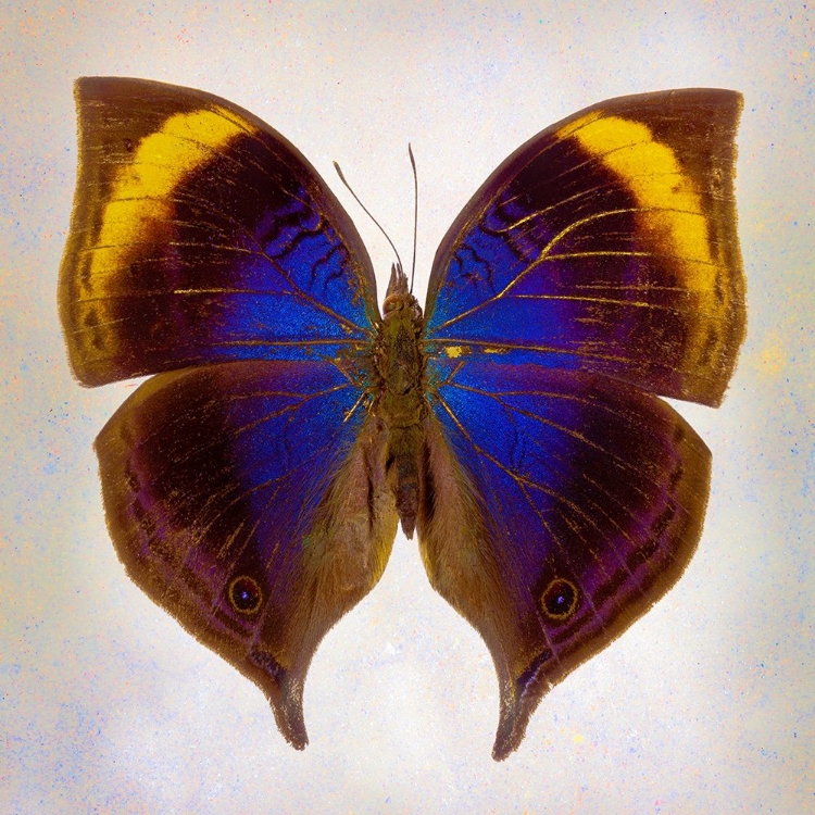 Picture of INDIAN-LEAF BUTTERFLY