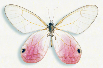 Picture of PINK GLASSWING