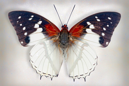 Picture of HADRIANS WHITE CHARAXES