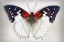 Picture of HADRIANS WHITE CHARAXES