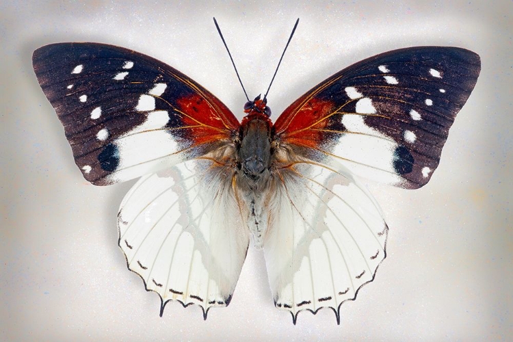 Picture of HADRIANS WHITE CHARAXES