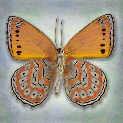 Picture of HARLEQUIN BUTTERFLY