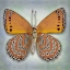 Picture of HARLEQUIN BUTTERFLY